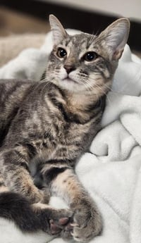 Kitten 27981(Peeta) - Photo 1