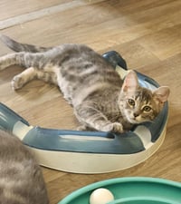 Kitten 27981(Peeta) - Photo 2