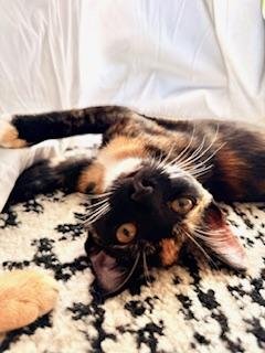 LYRA - Calico available for adoption