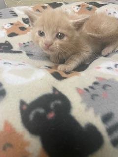 ARNOLD - Tabby available for adoption
