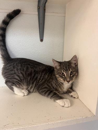 KITTEN 27879 (SVEN) - Tabby available for adoption