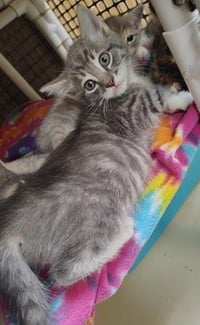 Kitten 27879 (Sven) - Photo 3