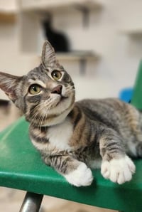 Cat 27879 (Sven) - Photo 1