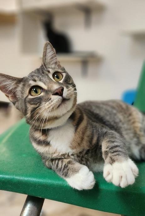 CAT 27879 (SVEN) - Tabby available for adoption