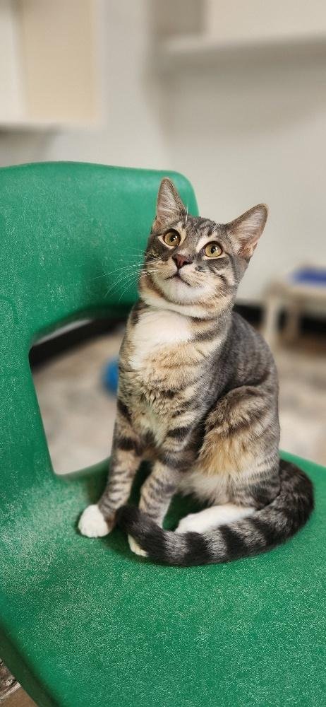 KITTEN 27879 (SVEN) - Tabby available for adoption