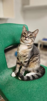 Cat 27879 (Sven) - Photo 4