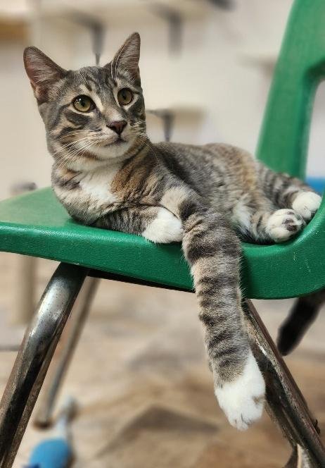 CAT 27879 (SVEN) - Tabby available for adoption