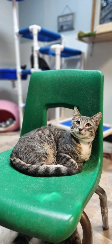 KITTEN 27879 (SVEN) - Tabby available for adoption