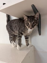Kitten 27879 (Sven) - Photo 1