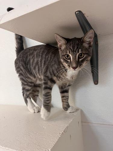 KITTEN 27879 (SVEN) - Tabby available for adoption