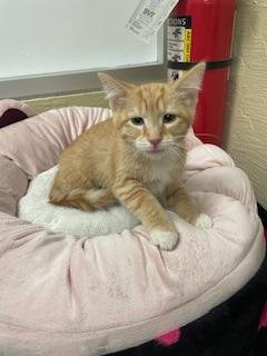 LONDON - Tabby available for adoption