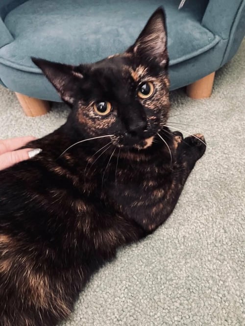ASHLYN - Tortoiseshell for adoption in Fresno