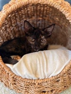 ASHLYN - Tortoiseshell available for adoption