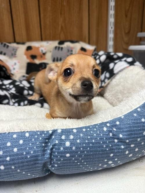 PUP 27474 (GIZMO) - Chihuahua available for adoption