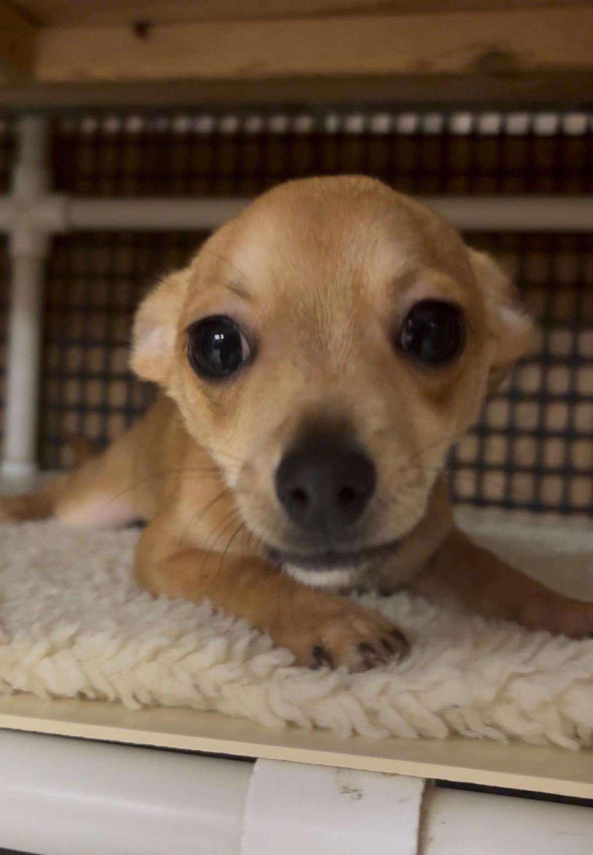 PUP 27474 (GIZMO) - Chihuahua available for adoption