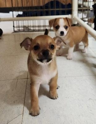 Pup 27474 (Gizmo) - Photo 3