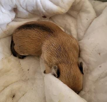 Pup 27474 (Gizmo) - Photo 4