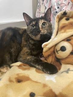 SABLE - Tortoiseshell available for adoption