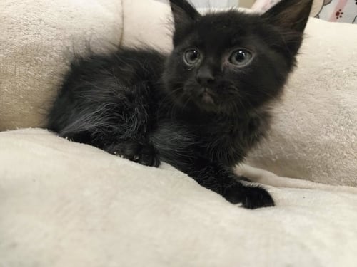 DEXTER - Domestic Medium Hair for adoption in Fresno