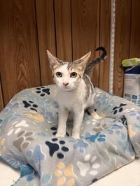 Kitten 27953 (Andy) - Photo 4