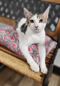 Kitten 27953 (Andy) - Photo 1