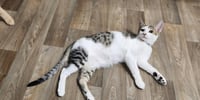 Kitten 27953 (Andy) - Photo 2