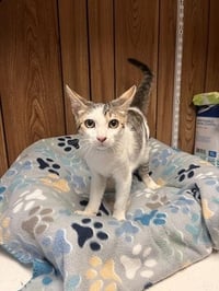 Kitten 27953 (Andy) - Photo 3
