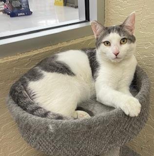 PATCHES - Tabby available for adoption