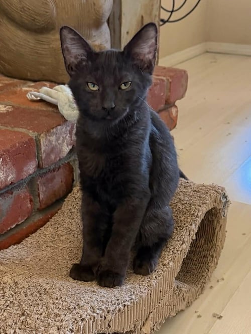 JESSE - Domestic Medium Hair available for adoption