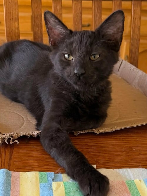 JESSE - Domestic Medium Hair available for adoption