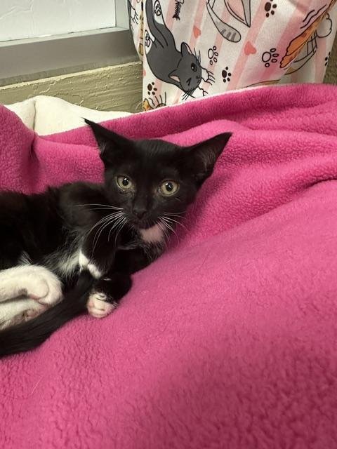 LADY M - Domestic Short Hair available for adoption