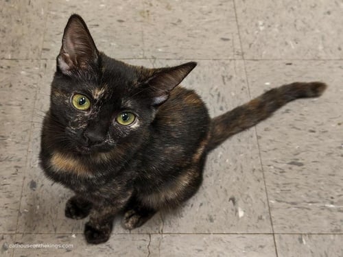 NOVA - Tortoiseshell available for adoption
