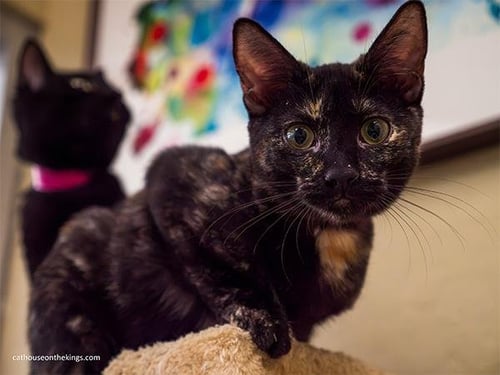 NOVA - Tortoiseshell available for adoption