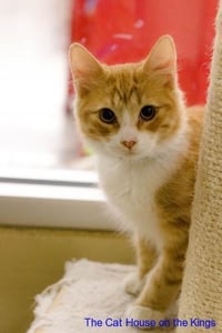 Benjamin - Photo 4
