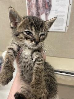 COOPER - Tabby available for adoption