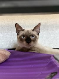 Cat 28054 (Toast) - Photo 2