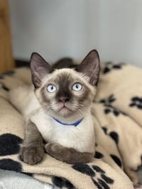 Cat 28054 (Toast) - Photo 3