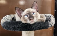 Cat 28054 (Toast) - Photo 4