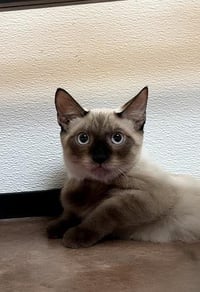 Cat 28054 (Toast) - Photo 1