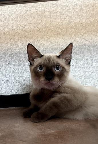 CAT 28054 (TOAST) - Siamese available for adoption