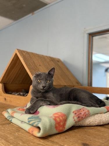 LITTLE FOOT - Russian Blue available for adoption