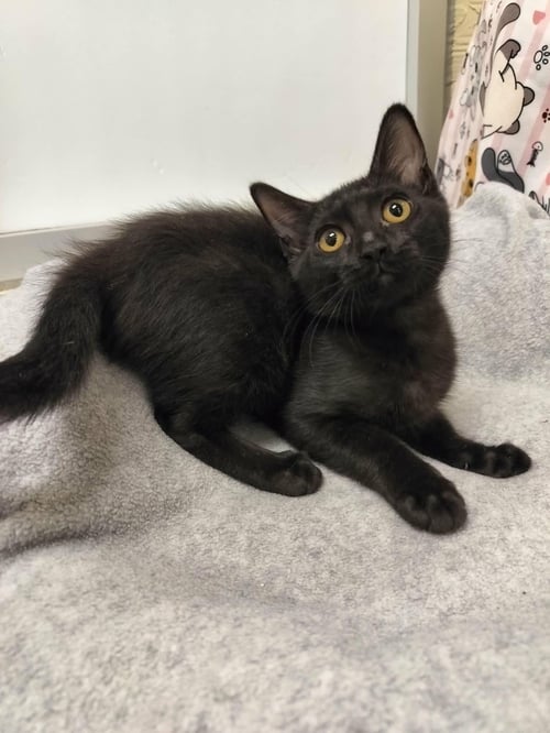 CAMI - Domestic Short Hair available for adoption
