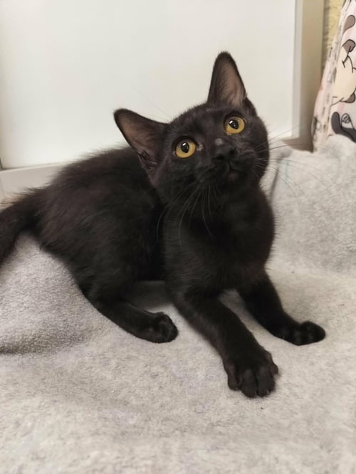 CAMI - Domestic Short Hair available for adoption
