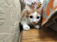 Marshmallow - Photo 2