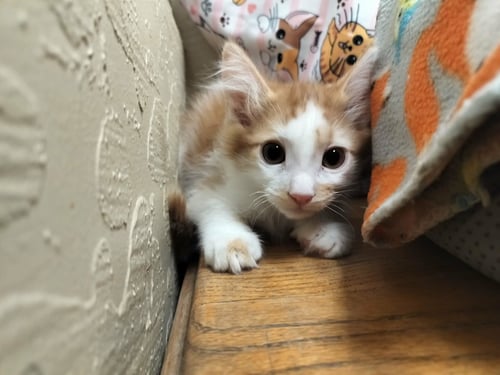 MARSHMALLOW - Domestic Medium Hair available for adoption
