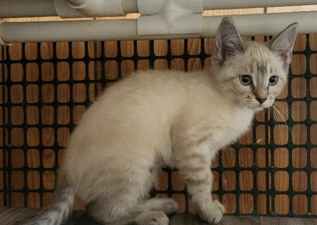 Kitten 27751 (River) Image