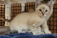 Kitten 27751 (River) - Photo 2
