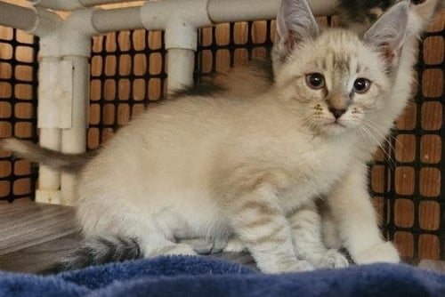 KITTEN 27751 (RIVER) - Siamese available for adoption