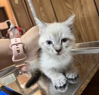 Kitten 27751 (River) - Photo 3