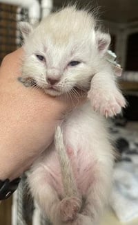 Kitten 27751 (River) - Photo 4